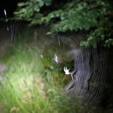 Nočný život pavúka