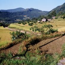 ryžové políčka (Annapurna región)