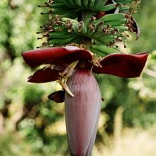 kvet banánovníka